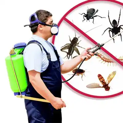 pest control Big Point
